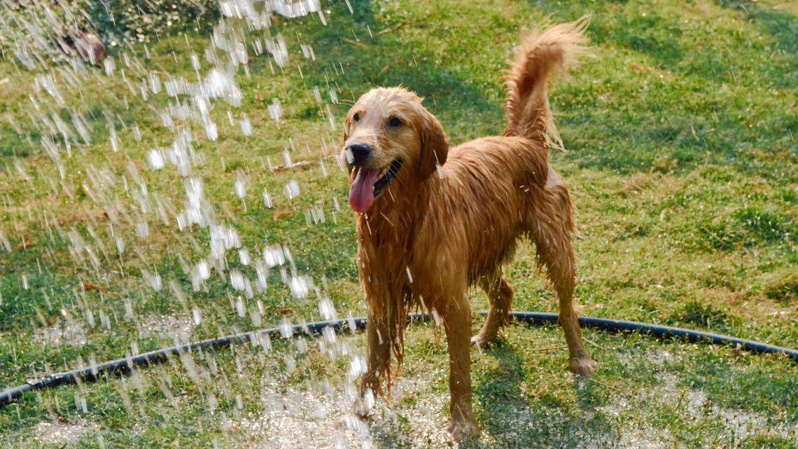 Bark Just Dropped an Inflatable Fire Hydrant Sprinkler for Dogs, and It's the Most Perfect Summer Thing We've Ever Seen 