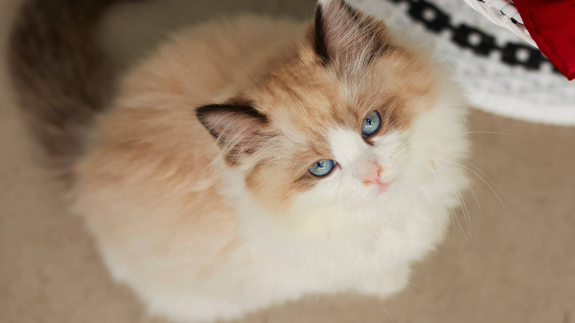Heartbroken Mama Cat Grieving the Loss of Her Kitten Finds Comfort in a Touching Way 