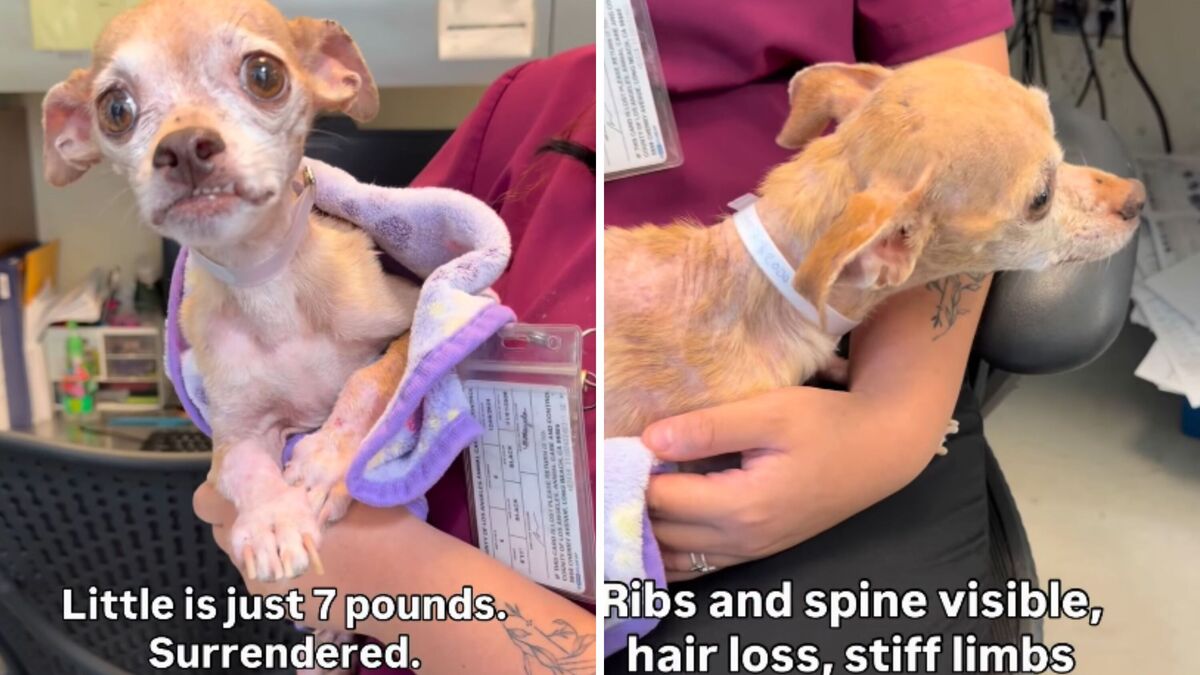 Screenshots from a June 9 Facebook video of a 5-year-old surrendered to a Los Angeles-area animal shelter with significant hair loss and extremely underweight. 