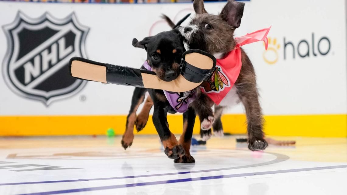 32 Adoptable Pups Face Off for the Most Heartwarming Trophy in Sports 