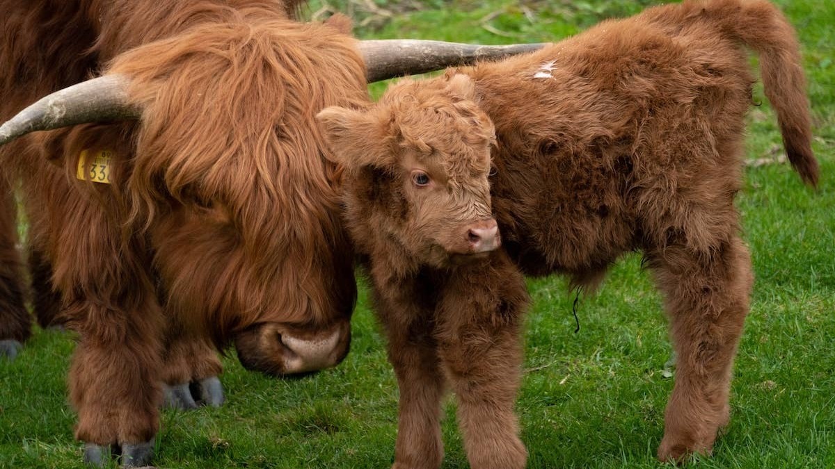 Baby Highland Cow and Mom. 