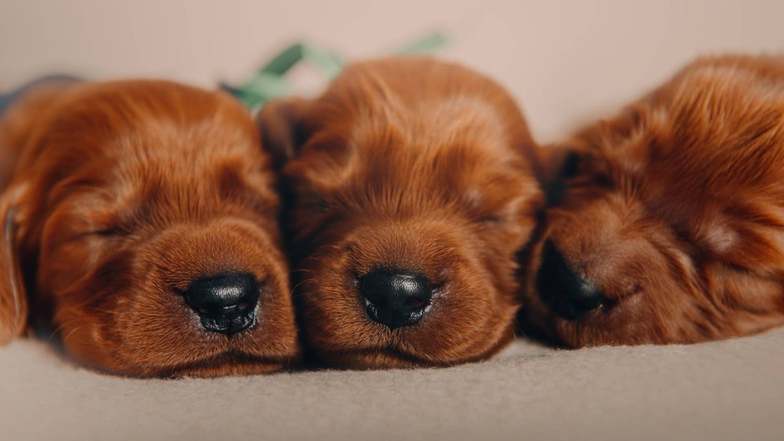 Litter of Irish Setter Puppies Snuggling Together Sound Just Like Purring Kittens 