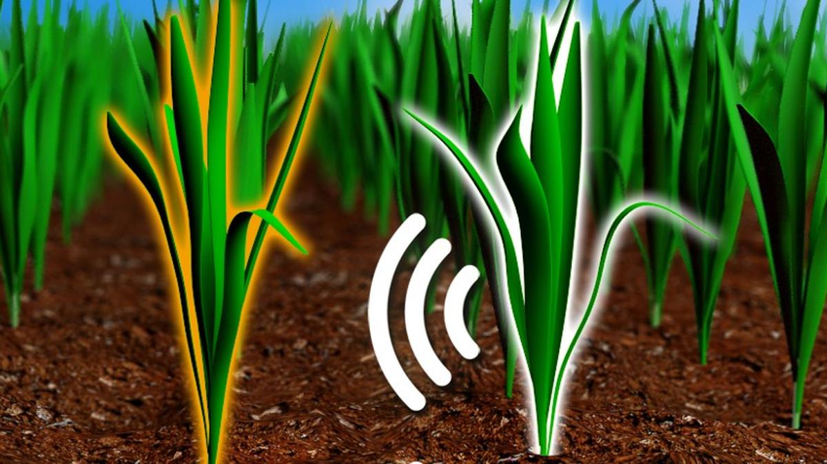 Plants can detect the growth rates of neighboring crops and flowers through aromatic cues. (Swedish University of Agricultural Sciences / Journal of Experimental Botany via SWNS). 