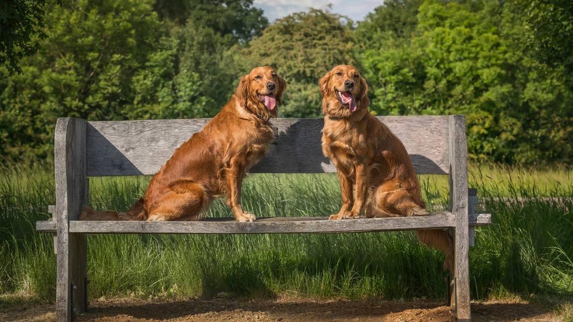 A Golden Retriever Just Reunited With Her Long-Lost Bestie and Their Joy Is Pure Magic 
