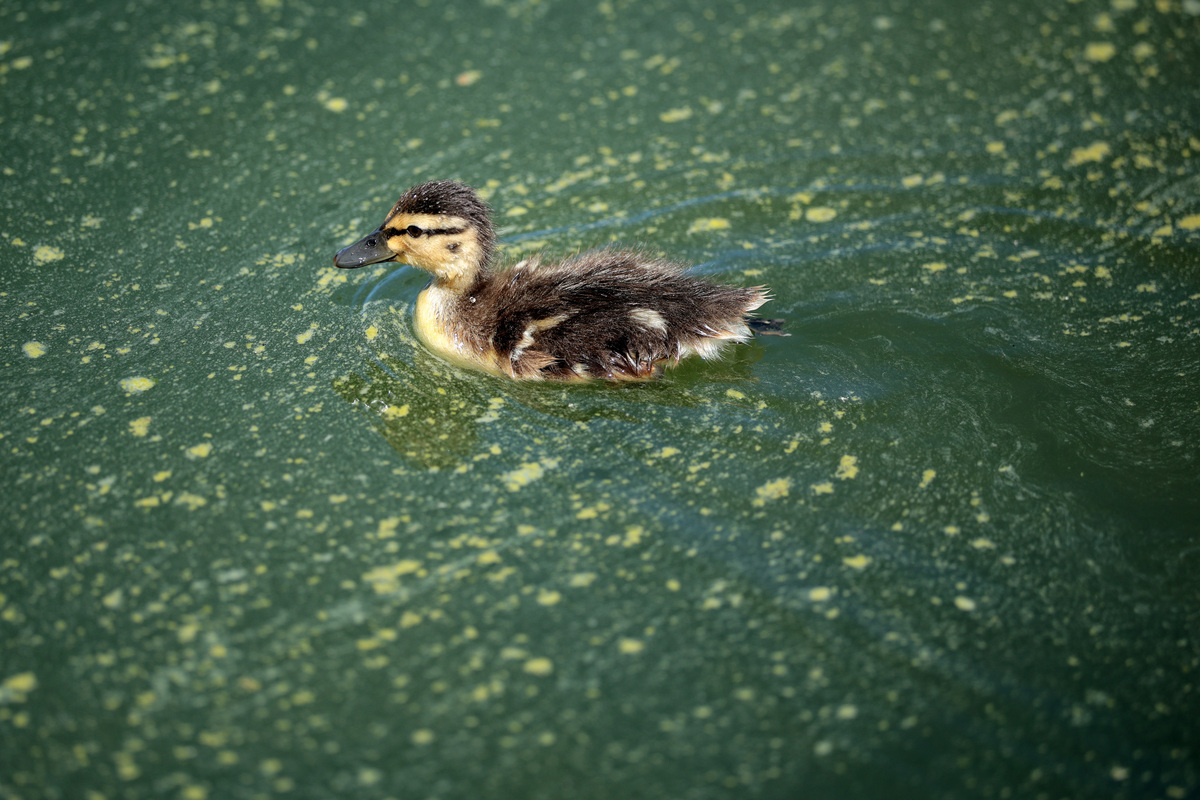  A duckling swims through algae in the newly repainted Lincoln Memorial Reflecting Pool on the National Mall on June 16, 2026. 