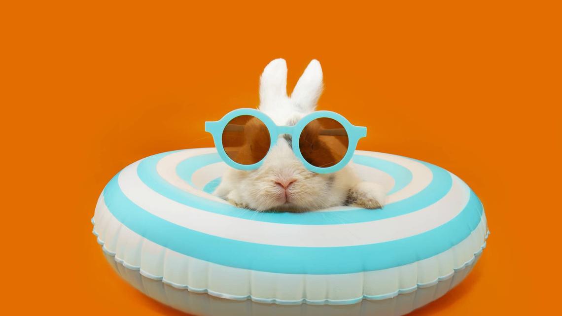 Sweetest Bunny Had the Best Pool Day Ever, and We Are Definitely Jealous 