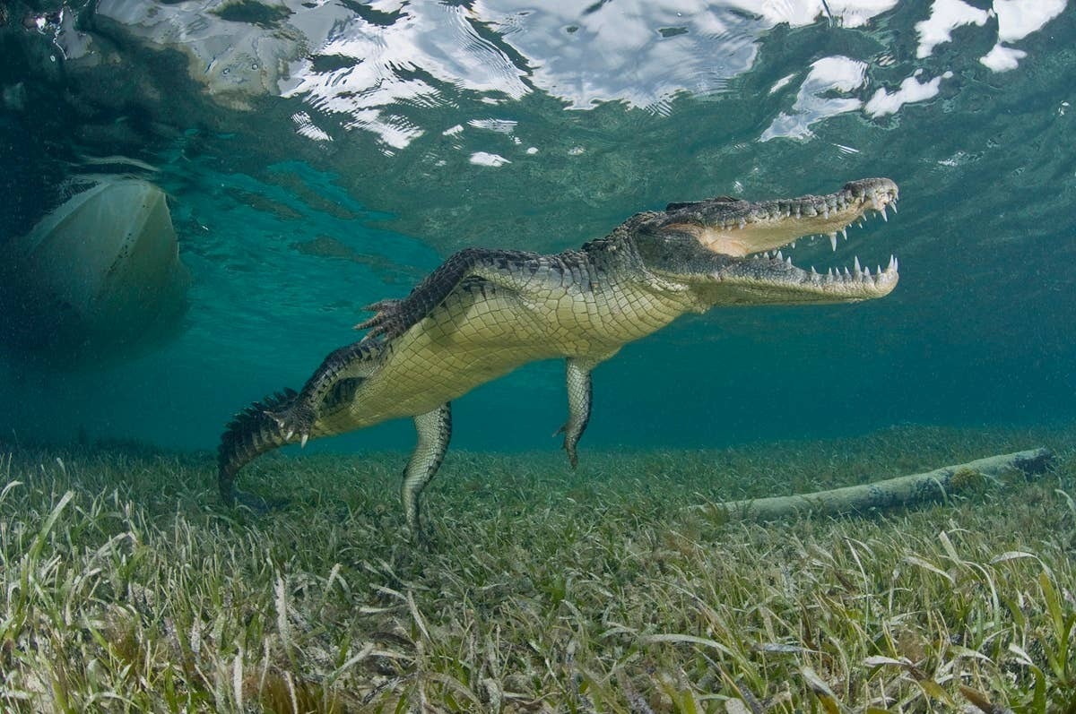  Surf destinations in the Solomon Islands are in areas where crocodile roam.