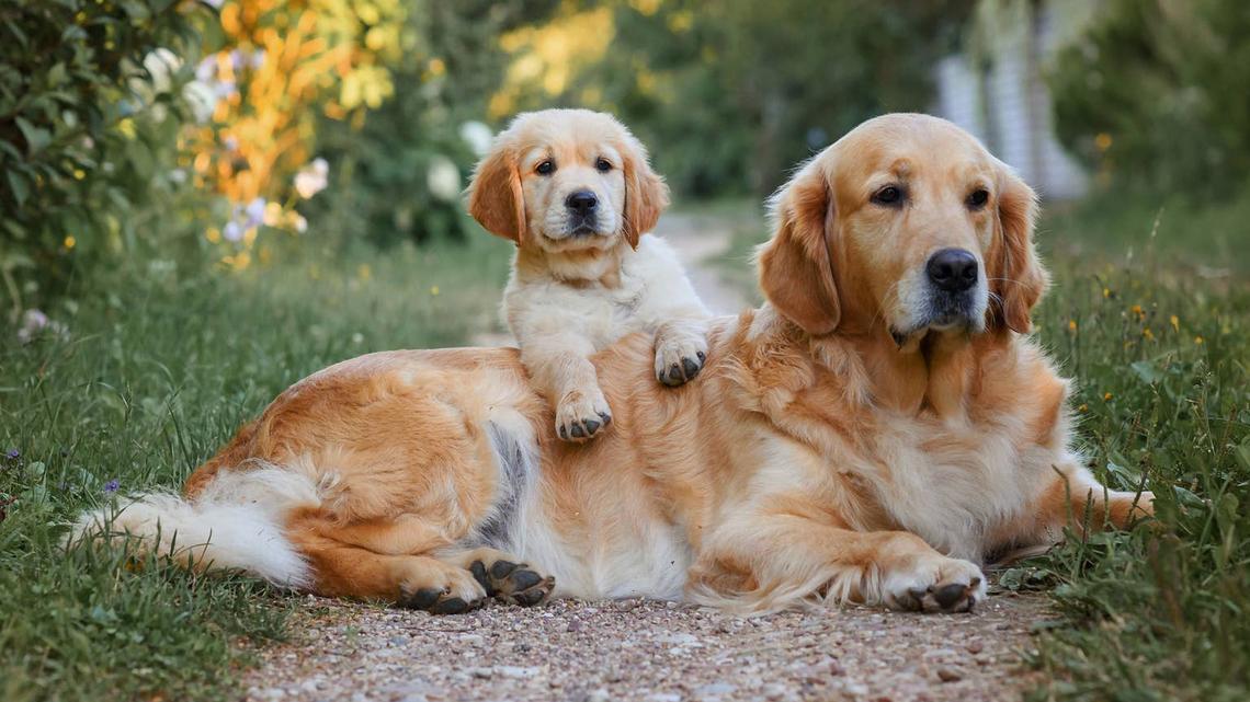 The Bond Between This Golden Retriever and His Tiny Look-Alike Is Melting Hearts Everywhere 