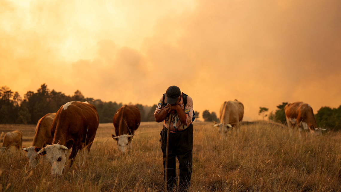 In Serbia's scorched dunes, foresters plan for an even hotter future