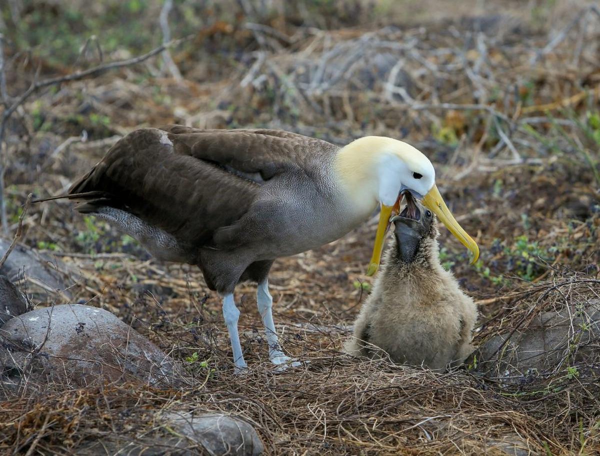  Waved Albatross feeding its chick. (Photo by AussieActive via Unsplash) 