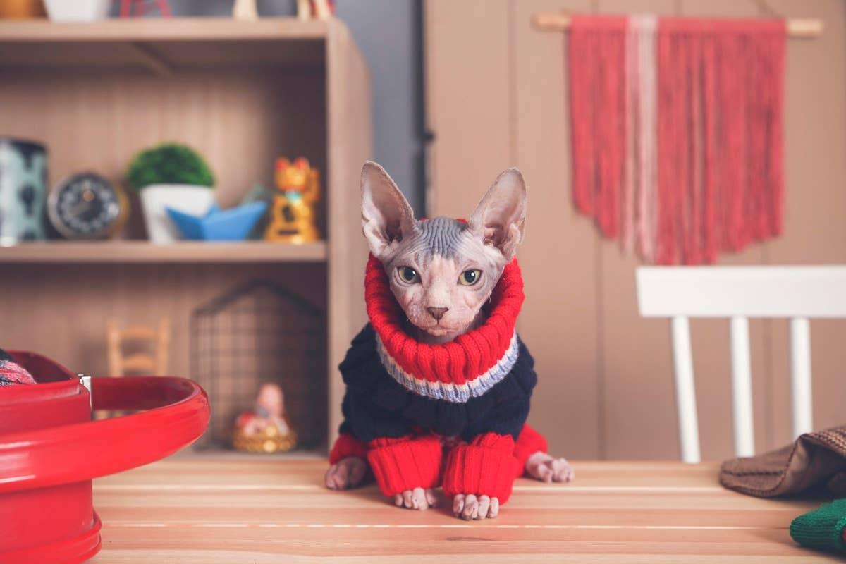  This hairless cat breed isn't recommended for first-time owners due to its health maintenance.