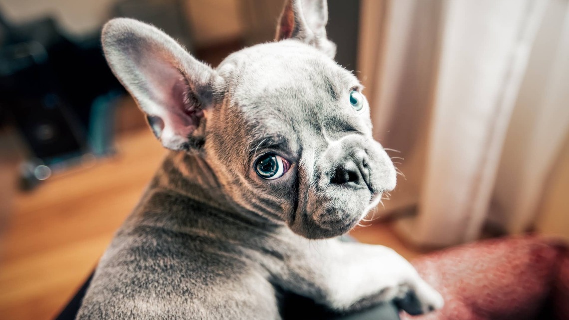 Frenchie Sits on Mom's Suitcase and Cries Like a Kid Begging Their Parent Not to Leave 