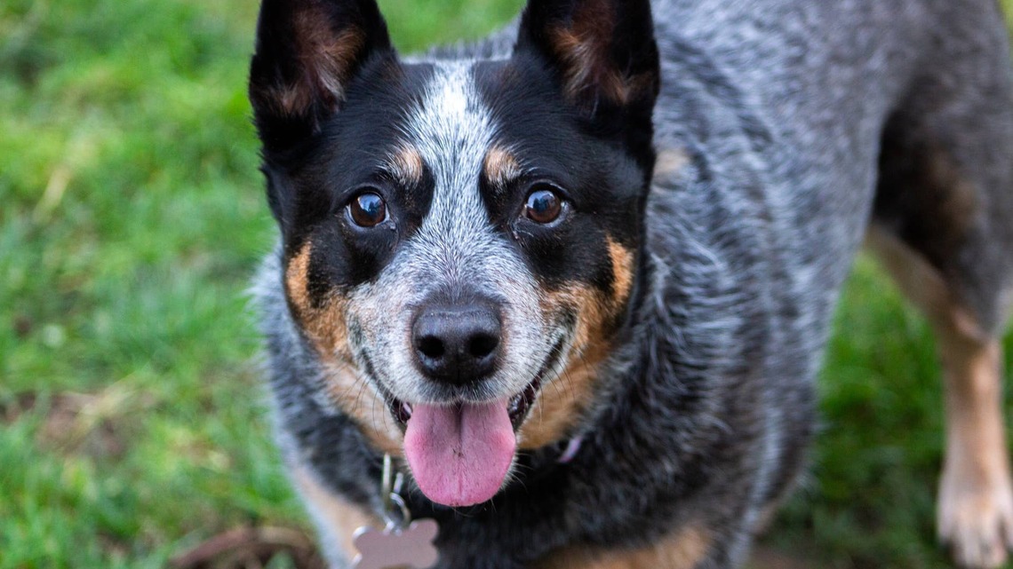 Technology Absolutely Roasted This Poor Heeler, Calling Her a Wild Boar 