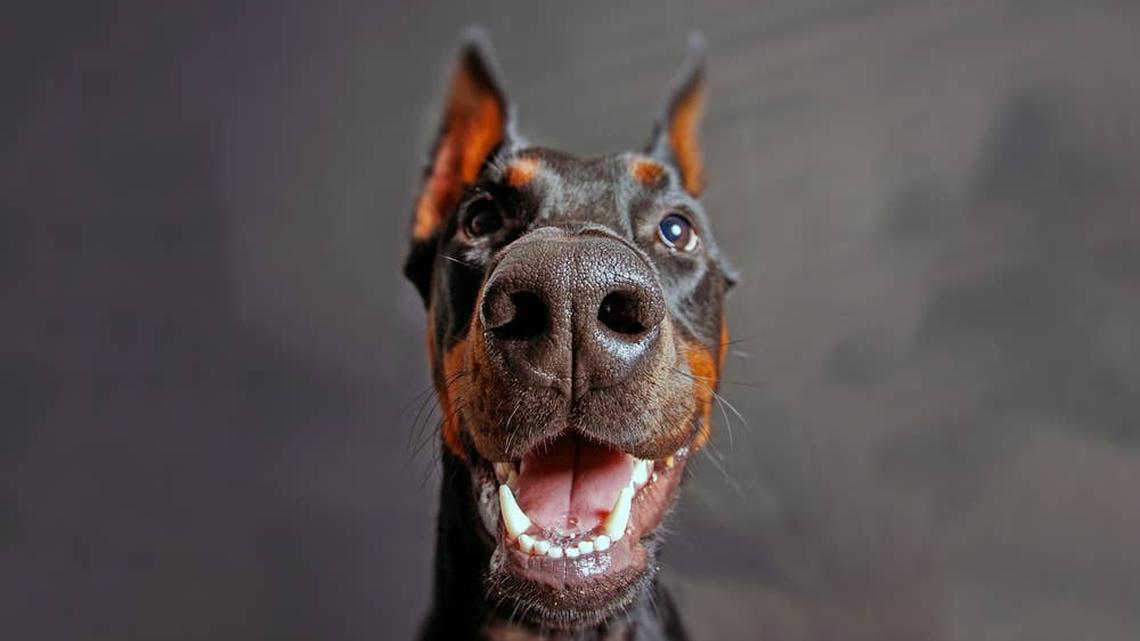This Doberman Loves His Life-as Long as You Do as What He Says 