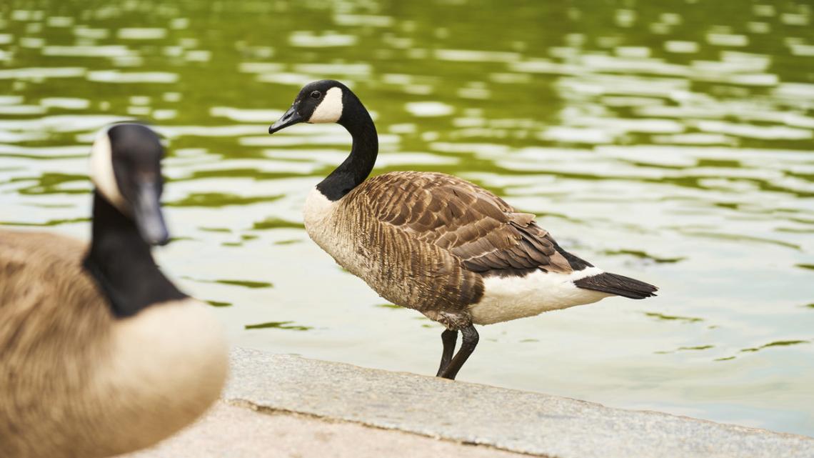 Eastern WA town tries new way to stop goose poop. And it’s adorable