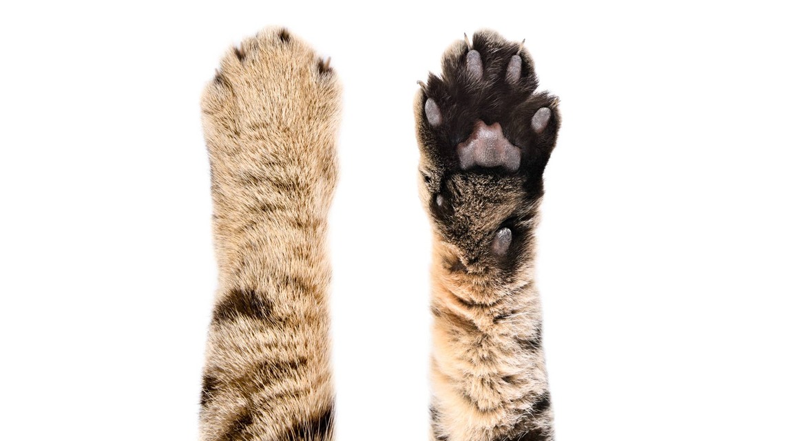 Meet the New Cat Species Discovered by Scientists for the First Time in 100 Years 