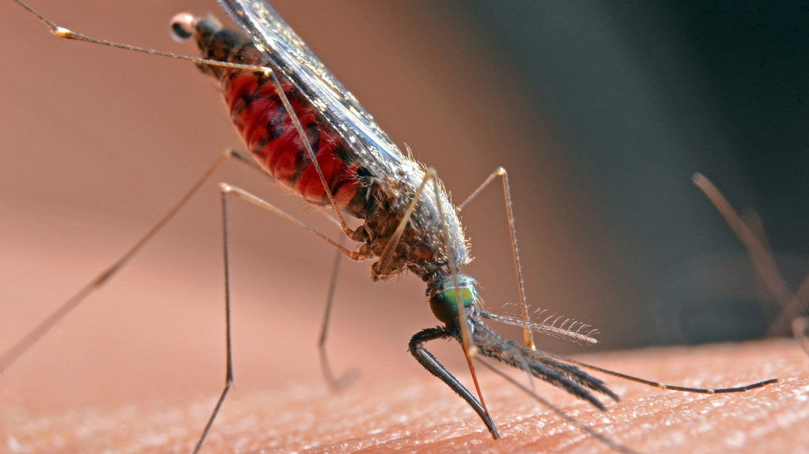 Connecticut officials are reporting the spread of West Nile virus across state. Here's where it's been detected 