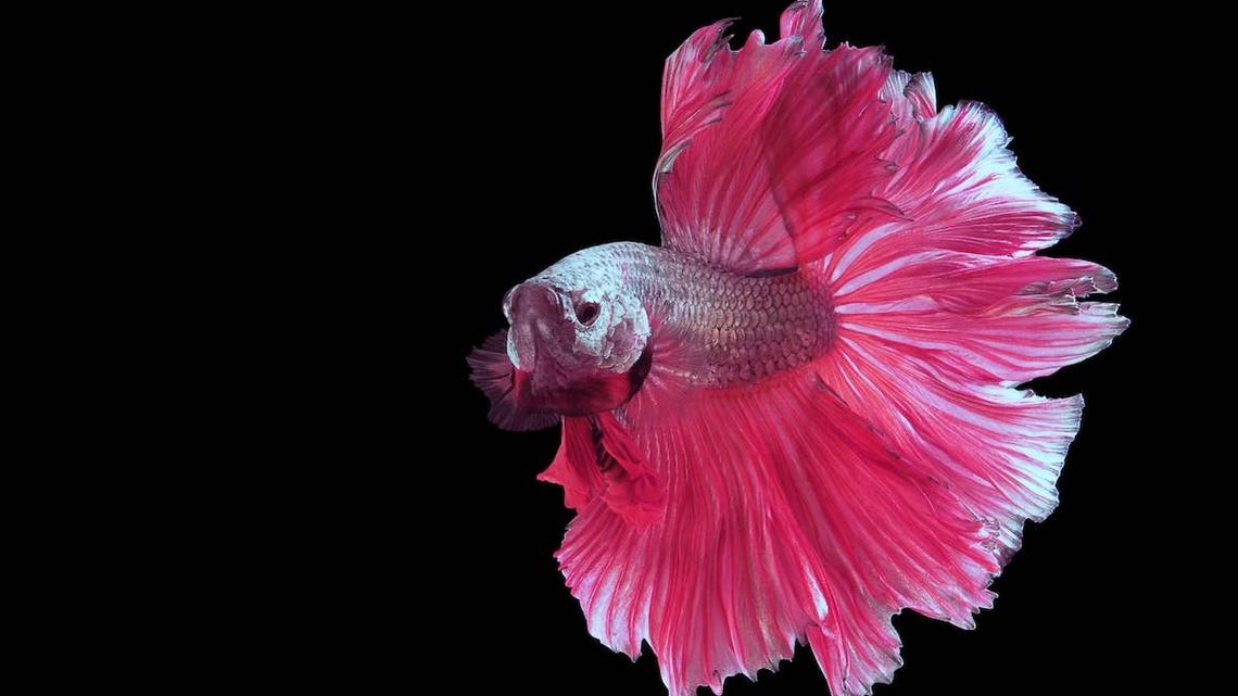 Stunning Pink Orchid Betta Fish Has Everyone Saying He's Just a Girl 