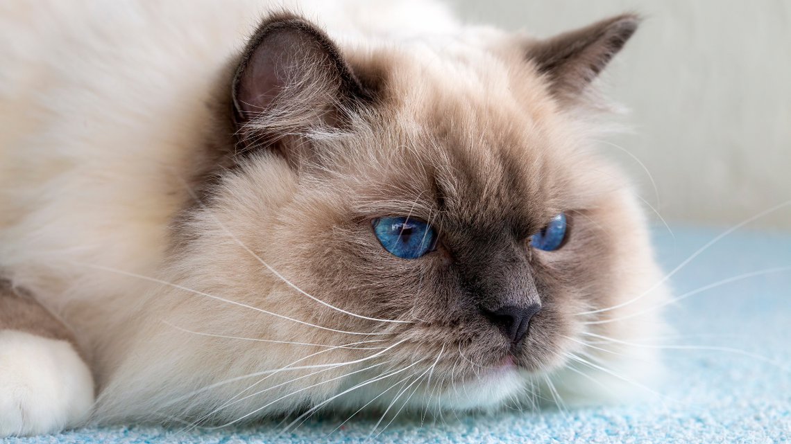 Ragdoll Cat Stops Everything To Admire the 'Other Cat' in the Mirror