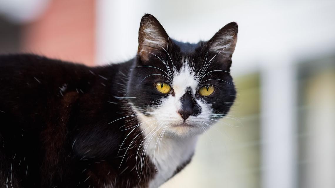 Cats Unapologetically Break Into the Fridge To Steal Food When They Think No One's Home 