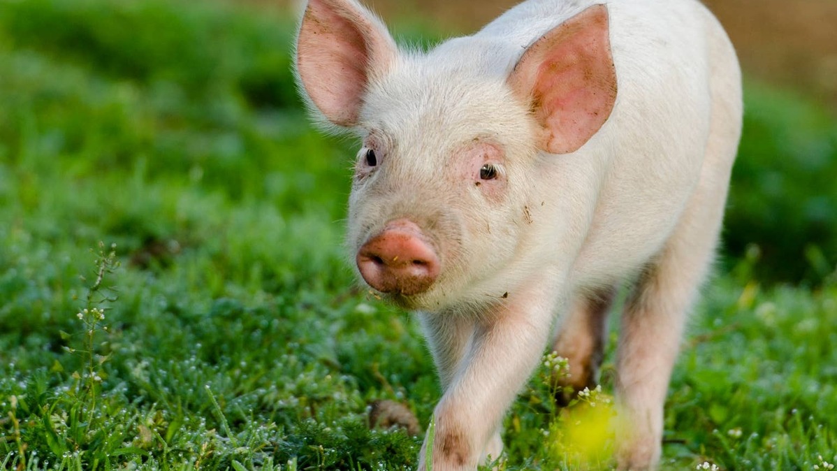 piglet walking in grass. 
