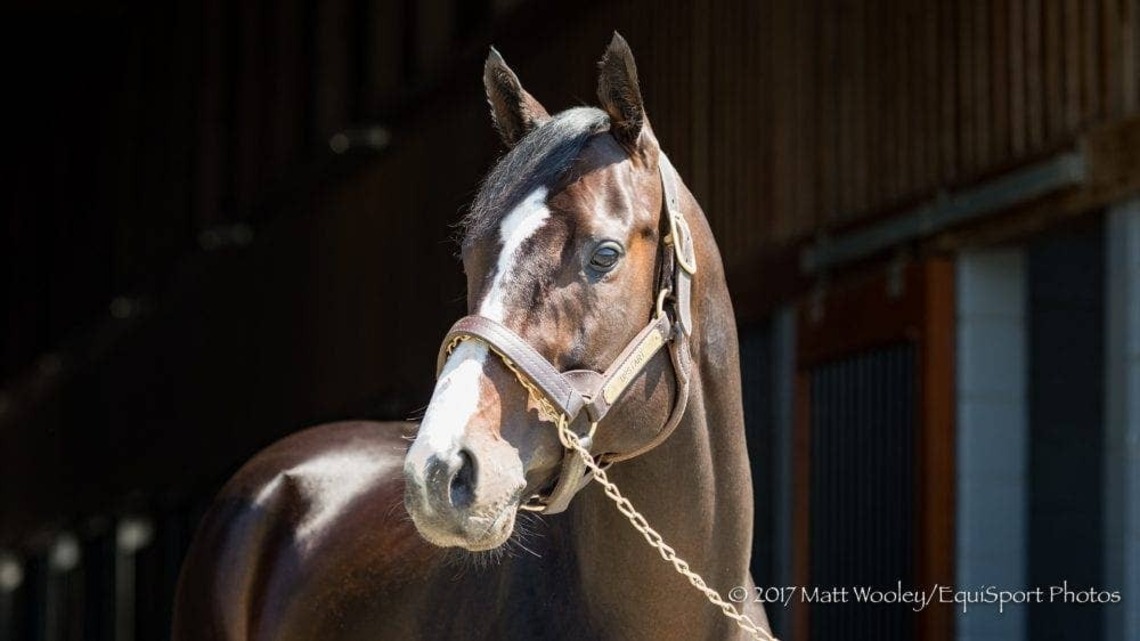 Upstart Leads Airdrie Stud's 2027 Roster At $40,000 