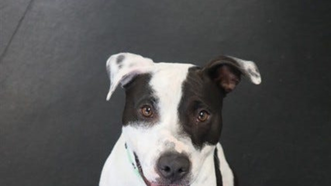 Pet of the Week: Rocky is triple threat as good dog 