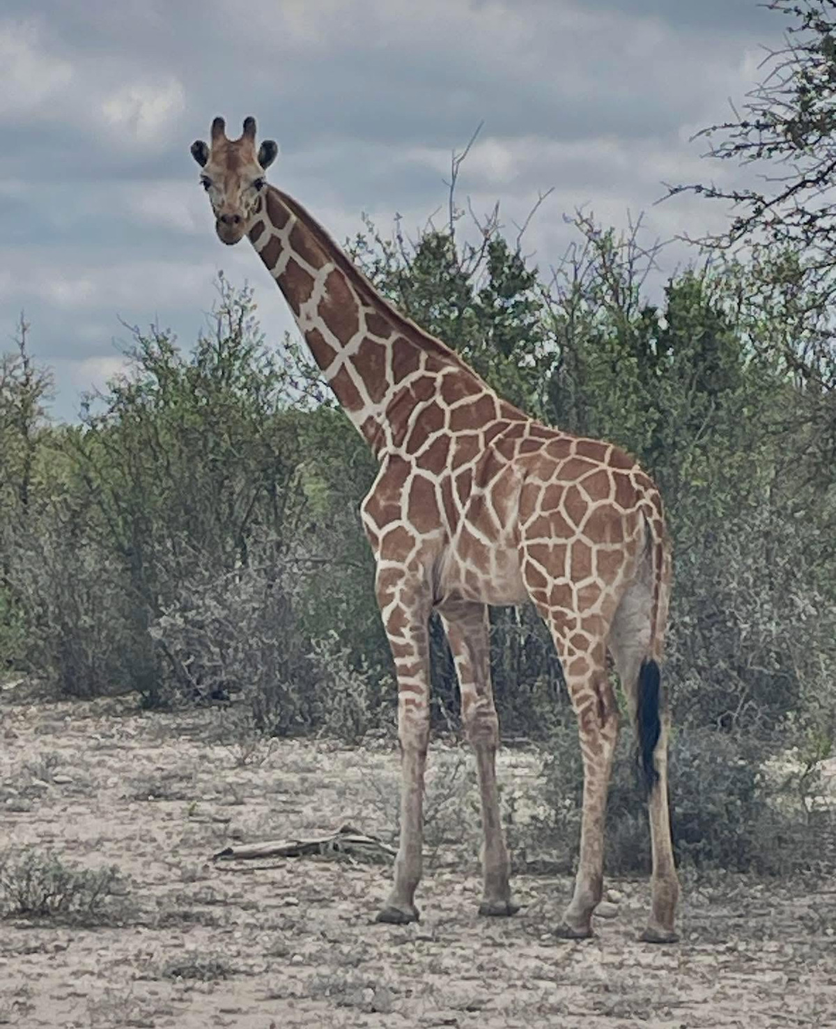 Gracie the giraffe, missing for over two weeks, was found in Texas on June 26, authorities said. Her disappearance put her in the national spotlight and sparked searches by air and land.