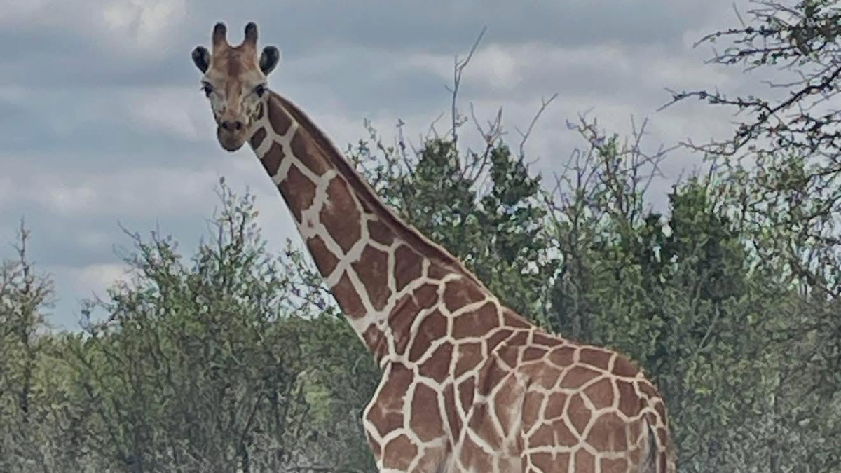 Gracie the giraffe, missing for over two weeks, was found in Texas on June 26, authorities said. Her disappearance put her in the national spotlight and sparked searches by air and land.
