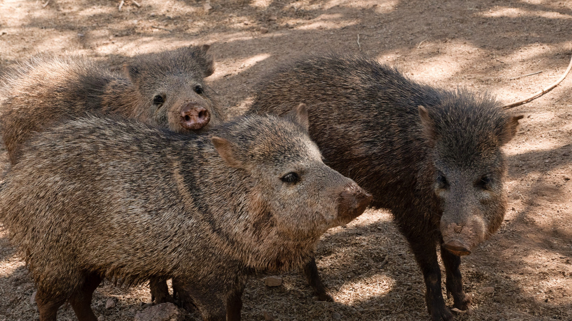Is the javelina Arizona's wild pig? Nope. Here's why