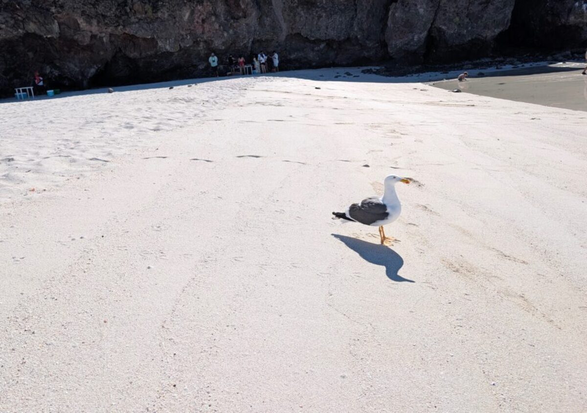  We had Balandra Beach to ourselves until this guy showed up. Photo credit: Cindy Richards 