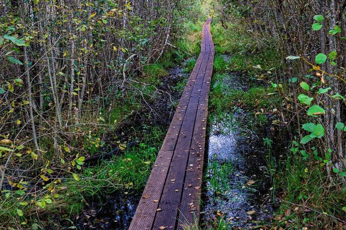  A Boardwalk Used to Traverse Boggy Terrain in the Alam-Pedja Nature Reserve. Photo credit: Simon Lock/MyEclecticImages 