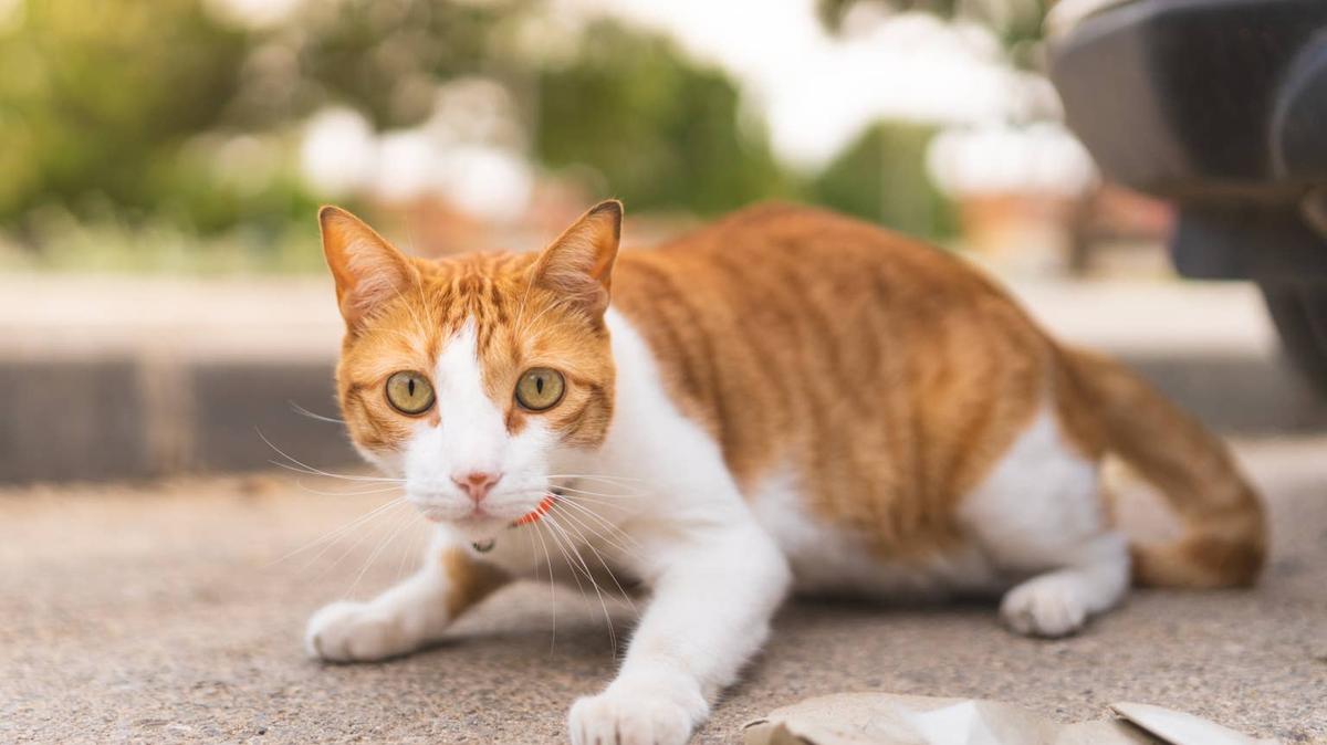 Orange and white tabby cat. 