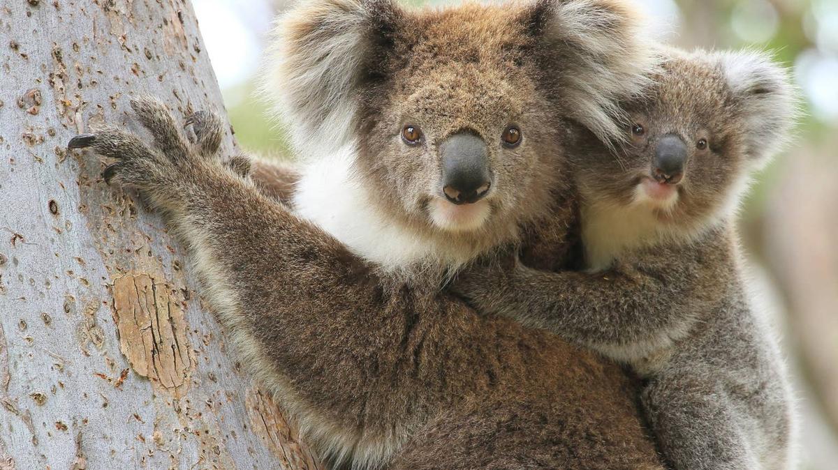 koala and baby. 