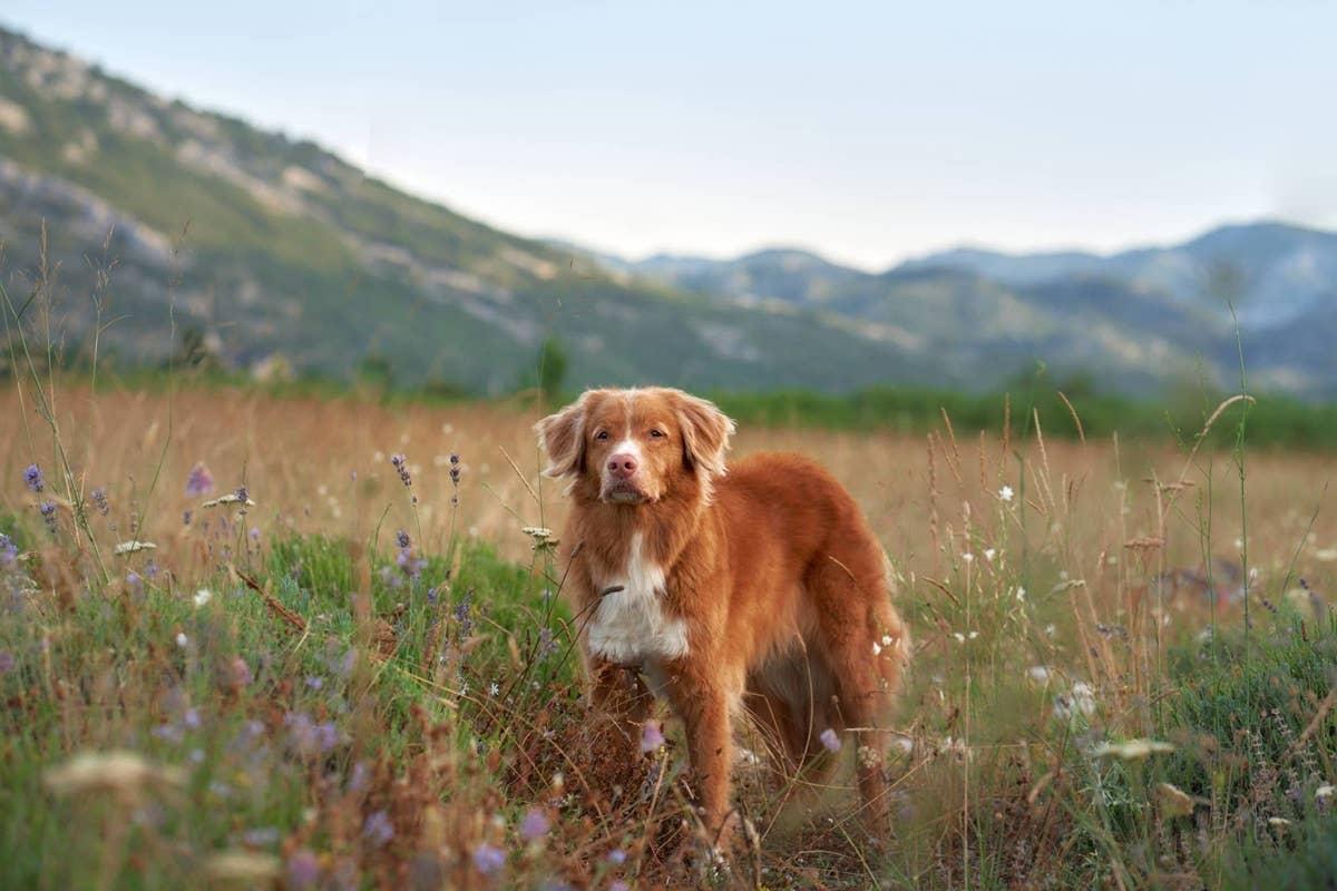  A dog hiking in the wilderness. 