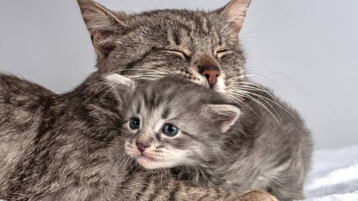 Mama Cat Has Just One Kitten and Can't Stop Hugging Her-the Overflowing Love Is Melting Hearts 