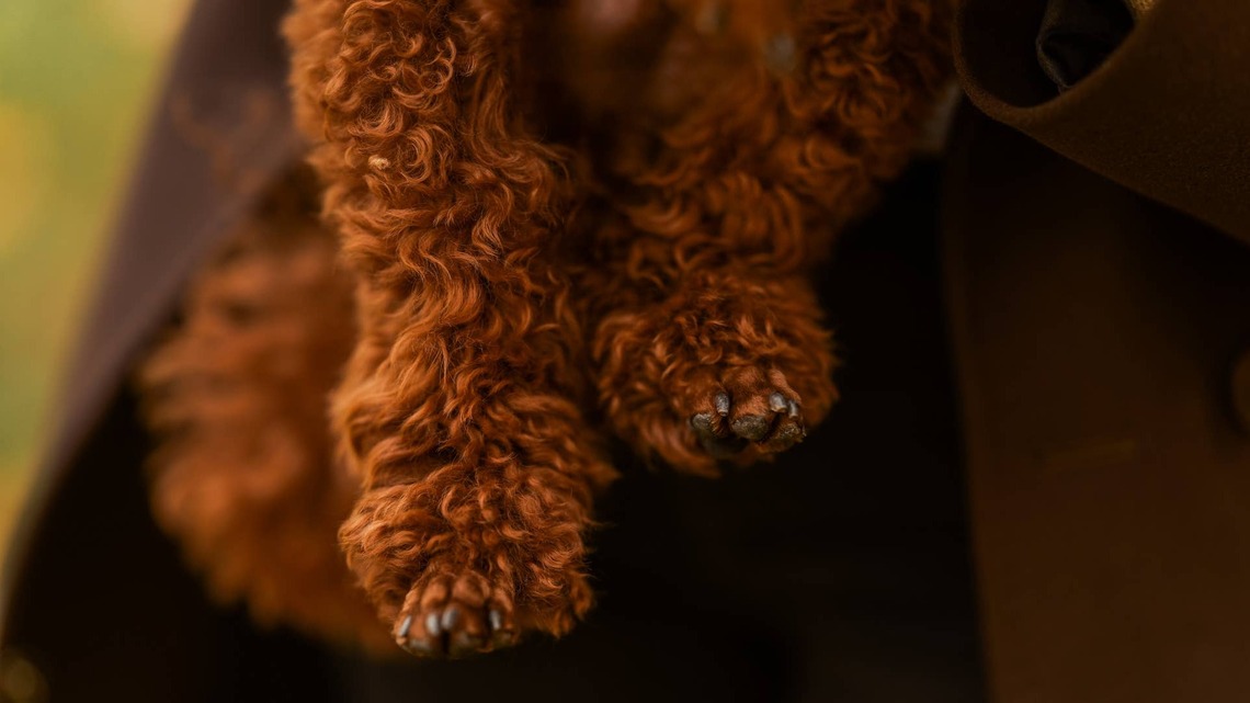 Tiny, Fluffy Poodle Running Looks Like a Chocolate Brownie on Wheels 
