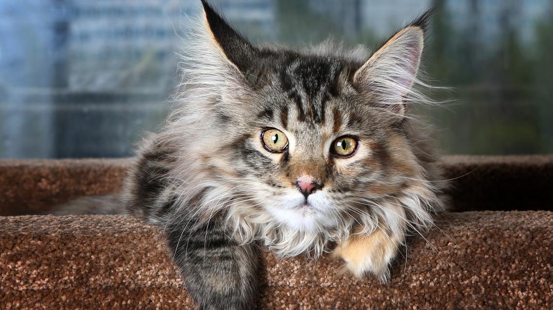 Gray Maine Coon Cat With the Face of a Human Has the Internet Smitten 