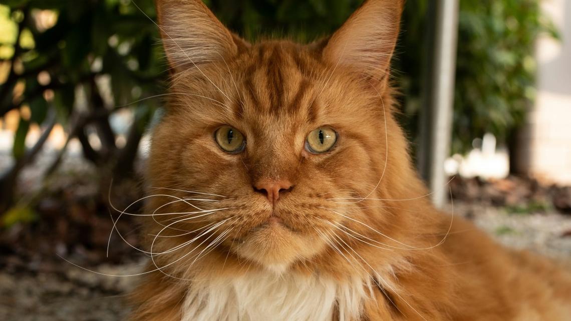 Maine Coon Kitty and Sphynx Cat Cuddle Up and Accidentally Invent a New Creature 