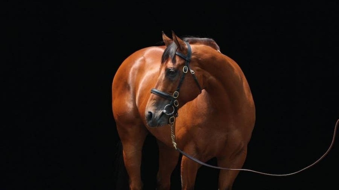 Which Stallions Saw The Biggest Spikes In Popularity In 2026? 