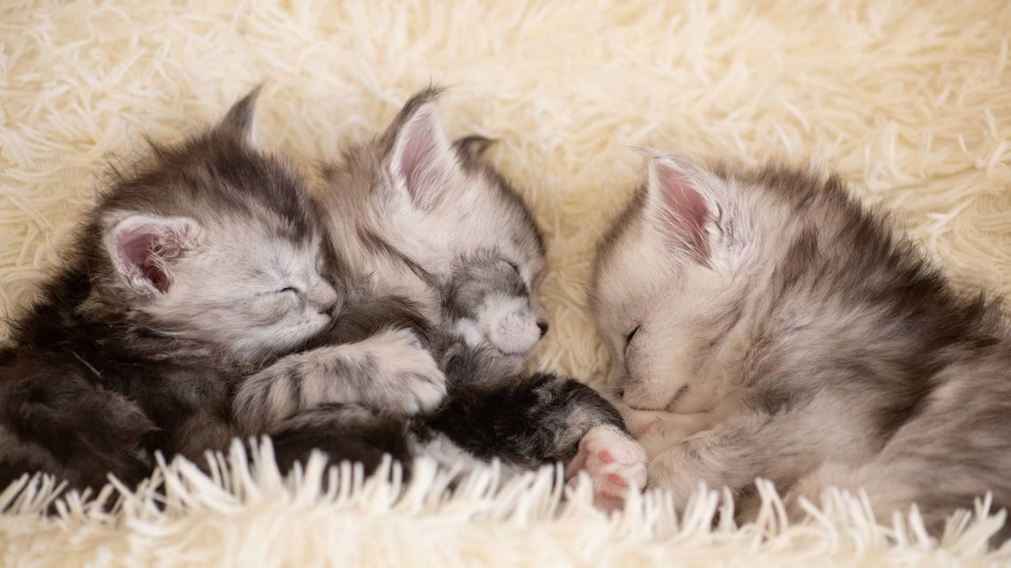 Tiny Silver Maine Coon Kittens Nurse Beside One Little Pumpkin Spice Baby 