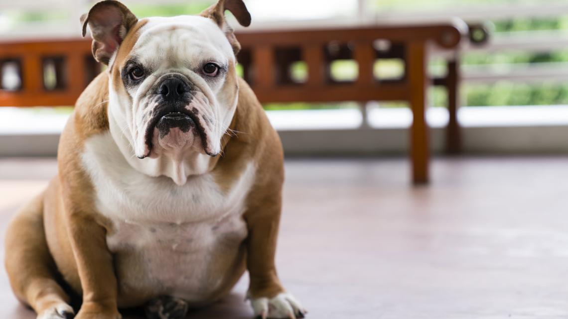 English Bulldog Training for the Olympics Probably Doesn't Have a Gold Medal in His Future 