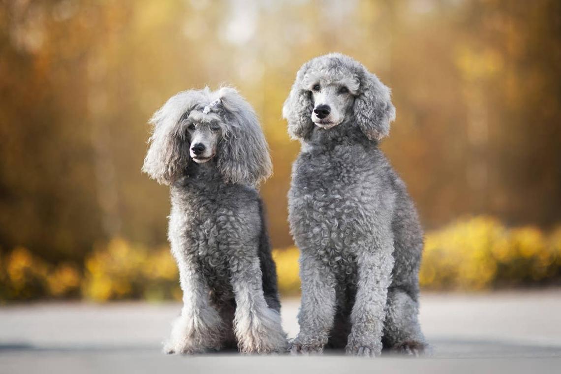  Two Poodles hanging out that are social. 