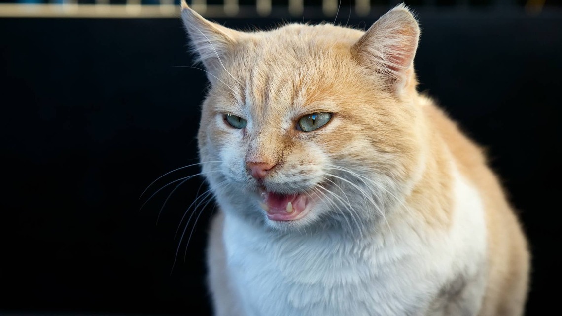 Fearless Orange Cat Takes on 10 Dogs at Once, and the Comments Do Not Disappoint 