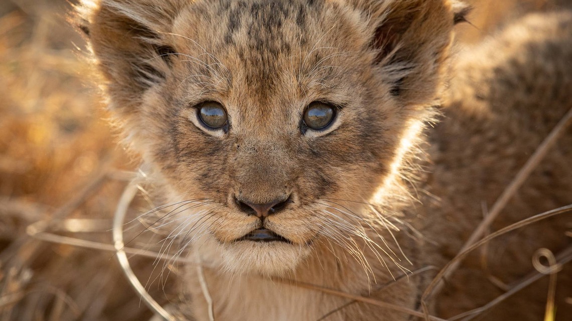 Tiny Lion Cub Practices His 'Huge' Roar, and It's Almost Too Cute To Handle 