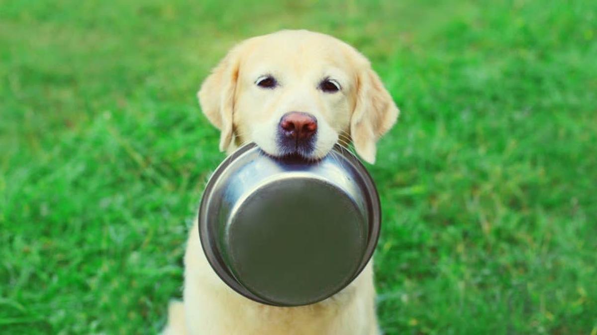 Golden Retriever sitting in the grass holding an empty food bowl in his mouth. 