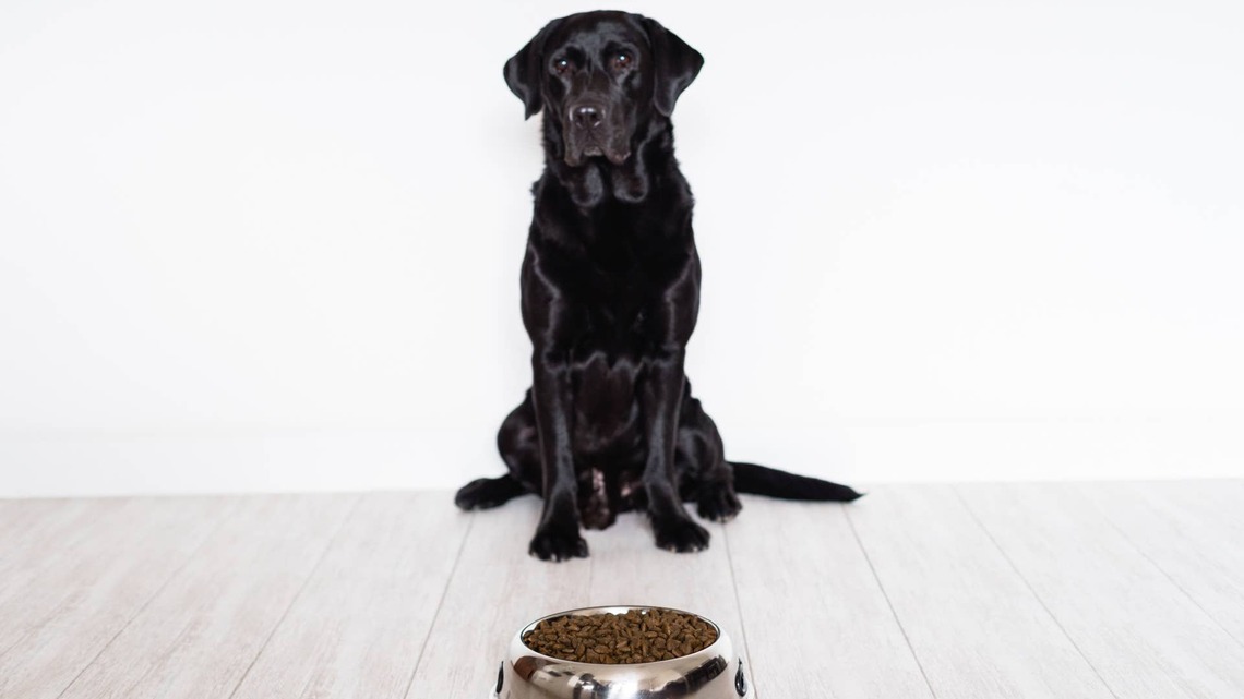 Black Lab Keeps a Paw on His Brother as They Impatiently Wait for Dinner
