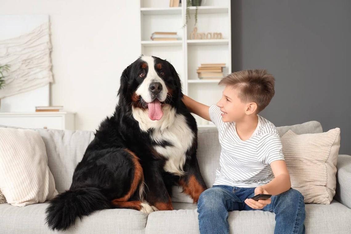  A boy petting a Bernese Mountain dog while sitting on the sofa. 