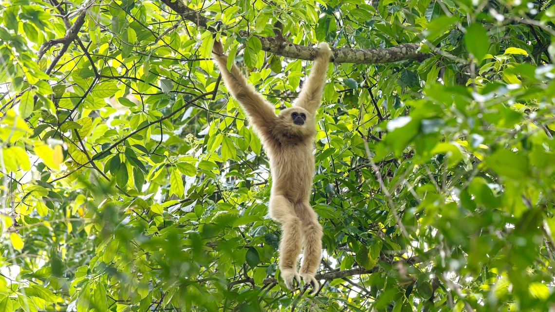 Zoo Gives Fancy Gibbons a Ball Pit, and They All ‘Say' the Same Thing 