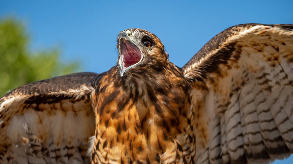 Keeping Pace: The Age Of The HISA Chickenhawks 